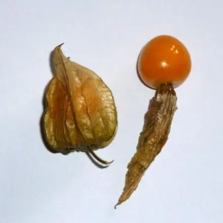 Physalis-Lutscher für kleine Kinder