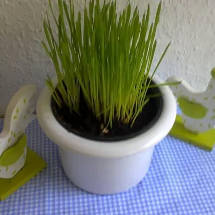 Erde aus Kräutertöpfen weiterverwenden