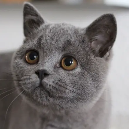 Protestpinkeln bei Katzen II