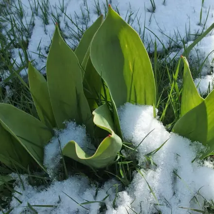 Kübel- oder Gartenpflanzen vor Kälte schützen