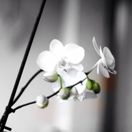 Schnittstellen an Orchideen