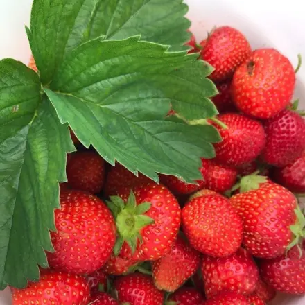 Einfach gesund abnehmen