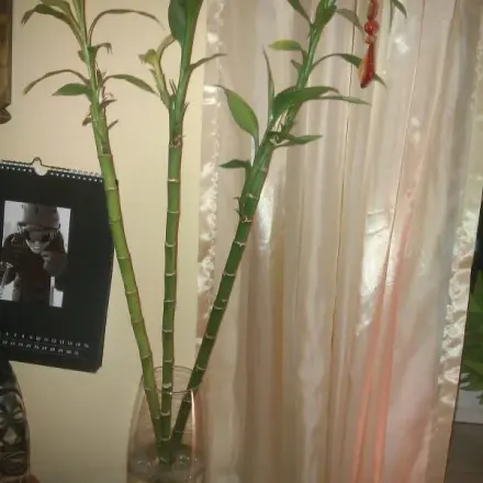 Wurzeln von Bambusstäben schonen