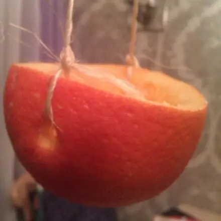 Orange als Futterplatz für Vögel