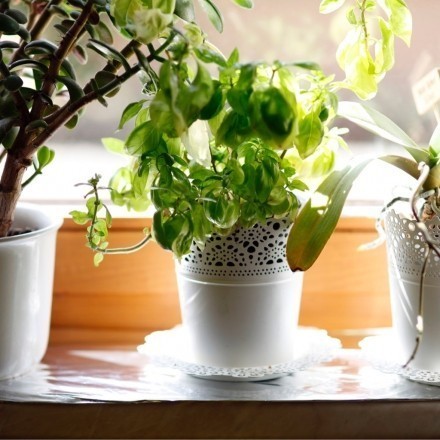 Mehr Licht für Zimmerpflanzen auf der Fensterbank