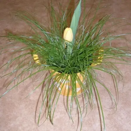 Geschenk: Katzengras mit Tulpe