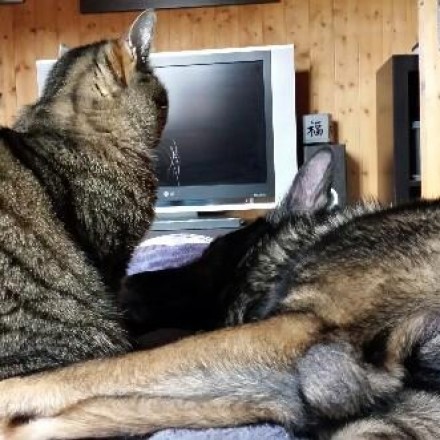 Hund und Katze in Haus / Wohnung beschäftigen