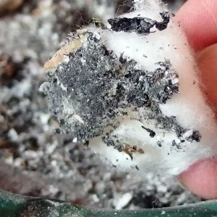 Haartönung oder -Färbung mit Asche von der Haut entfernen