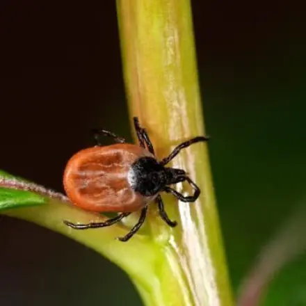 Die Zecke - Krankheiten und Schutzmaßnahmen