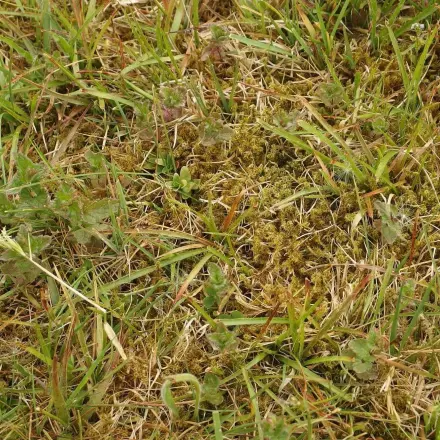 Moos entfernen - Was tun gegen Moos im Rasen?