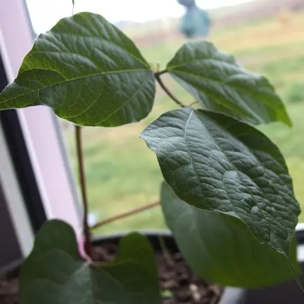 Schildläuse von Zitruspflanzen entfernen