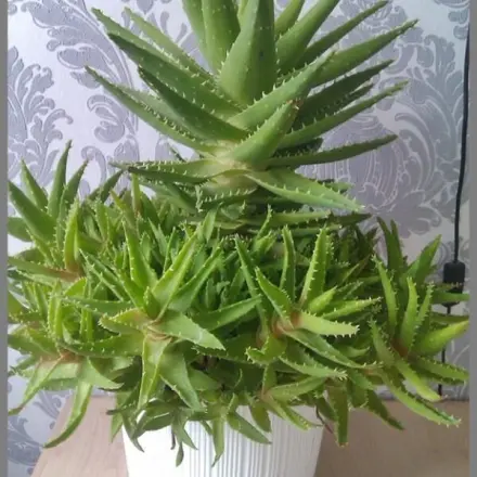 Aloe vera Linne gegen Ischias und Allergie