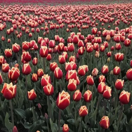 Tulpen einfach frisch halten