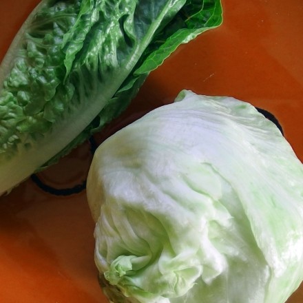 Salat platzsparend im Kühlschrank unterbringen