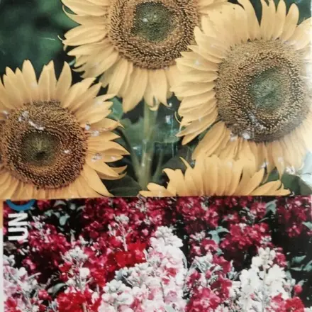 Macht die Welt um euch herum ein wenig bunter