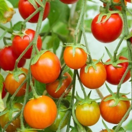 Tomaten züchten und anbauen