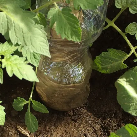 Plastikflasche als Bewässerungshilfe