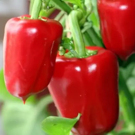 Paprika züchten und anbauen