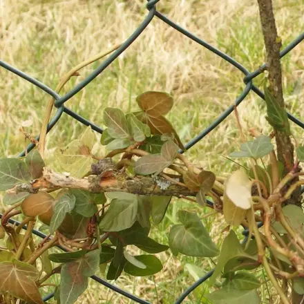 Zweige von Sträuchern als Pflanzenstütze