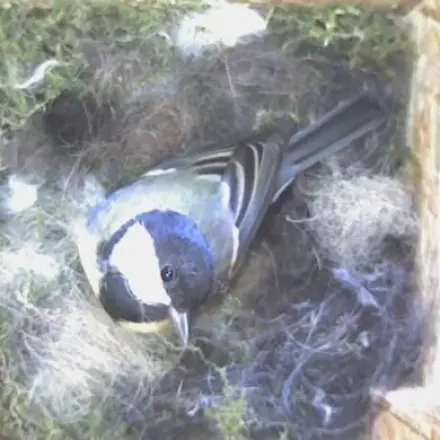 Hundehaare als Nistmaterial