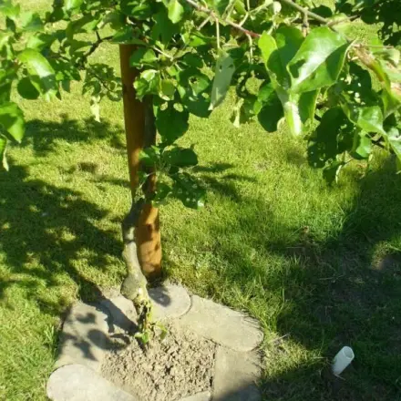 Bäume und Sträucher praktisch zu wässern