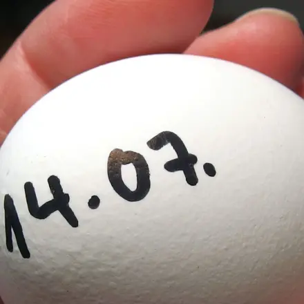 MHD auf Eiern notieren