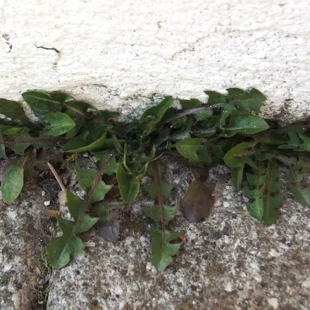 Unkraut: Bekämpfung ohne Salz und Essig