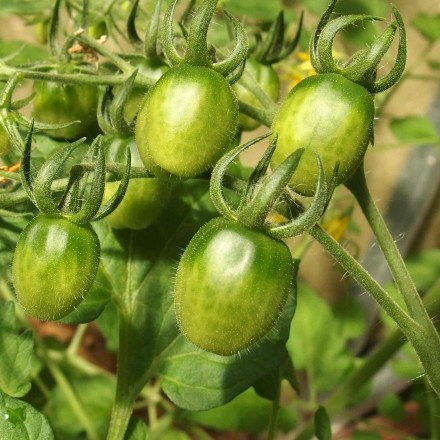 Tomatenpflanzen richtig wässern
