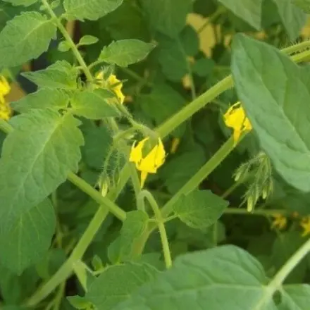 Tomatenpflanzen schützen