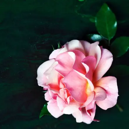 Tolle Bilder: Ein Gutschein mehr zu gewinnen!