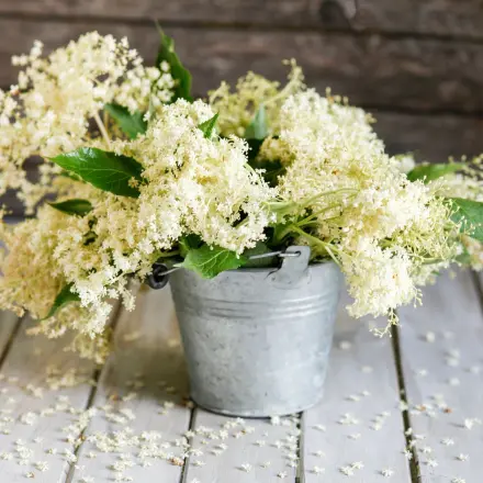 Holunderblüten (fast) ohne Insekten ernten