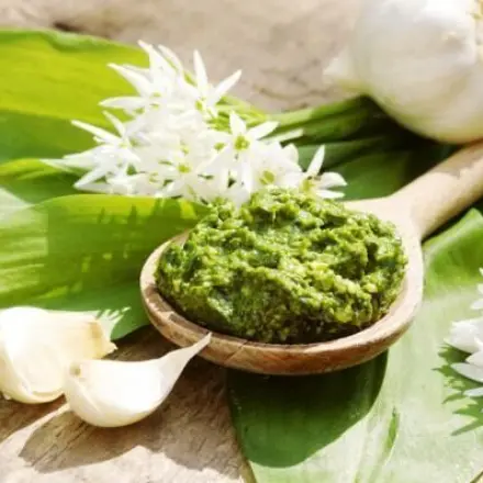 Bärlauch sammeln und verwenden