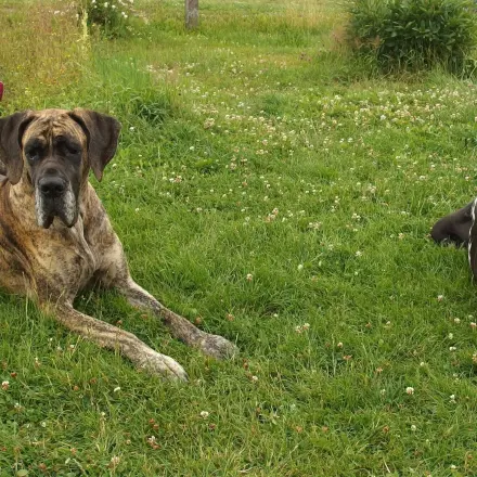 Hunde erziehen