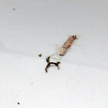 Vogelkot auf dem Auto