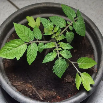 Tomatenpflanzen düngen
