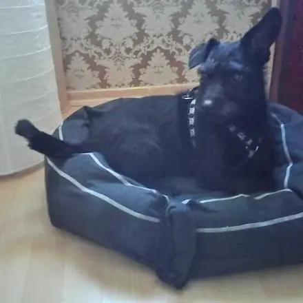 Hundebett selber machen