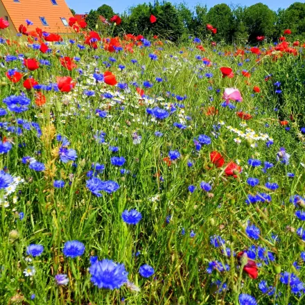 Kornblumen auch als Heilkraut einsetzbar