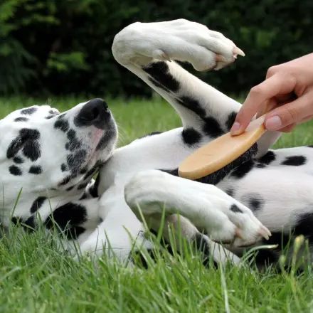Im Tierheim helfen