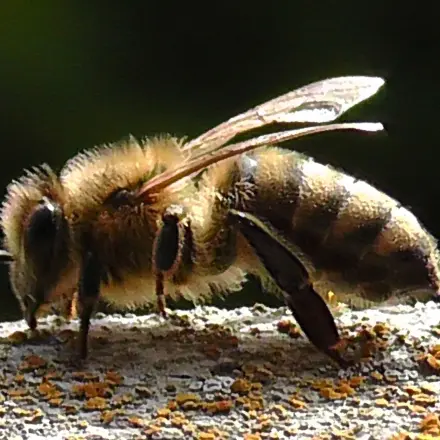 Bienenpollen sind sehr gesund