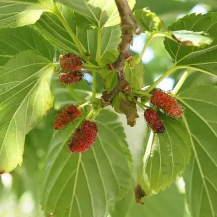 Maulbeermarmelade