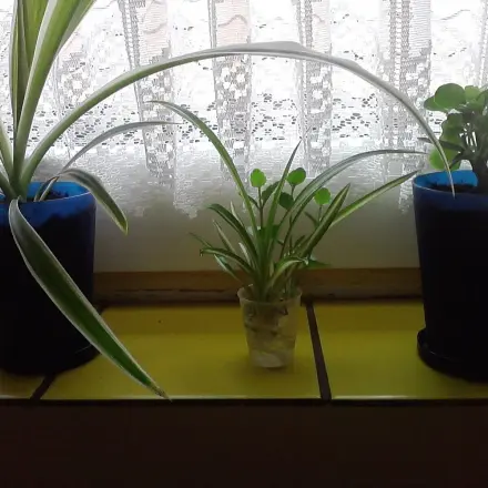 Kleine "Blumentöpfe" für Ableger/Jungpflanzen