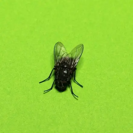 Fliegen "psychologisch" fangen