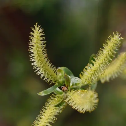 Heuschnupfen vorbeugen