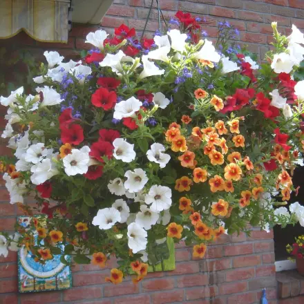 Wasser beim Gießen von Blumenampeln besser dosieren