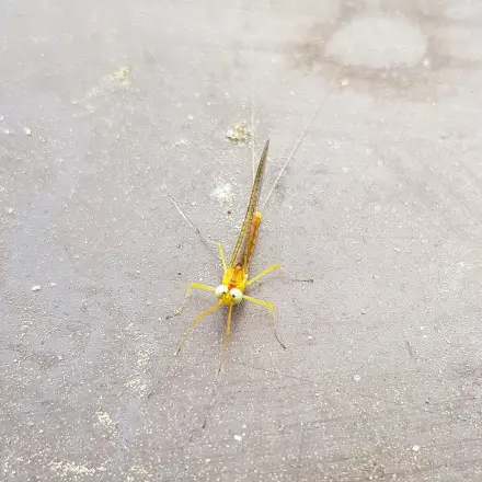 Insektenspray / Raumspray selber machen