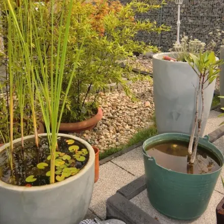 Kübelteich auf der Terrasse