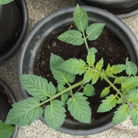 Lästige Mücken auf dem Balkon