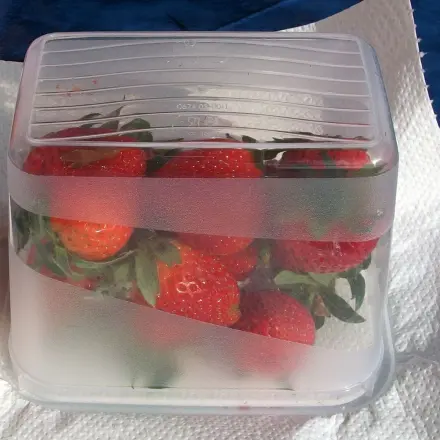 Früchte einfrieren mit Zewa