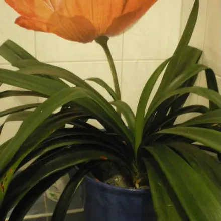 Badwand verschönern