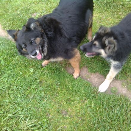 Mittel gegen Haarausfall bei Hunden